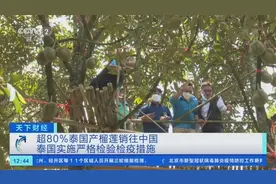 超80%泰国产榴莲销往中国，泰国实施严格检验检疫措施→图片