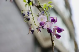 国学成语故事（79）焚书坑儒：愚民政策还是童年阴影（上）图片