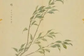 以杨为姓，哲理与诗情齐飞图片