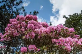 五一不出城怎么玩？湖南这些景点给你精彩图片