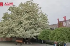 视频｜人间四月芳菲尽 淄博这棵300岁流苏你见过么？图片