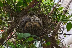 合肥一住户家遇开心事：斑鸠来阳台筑巢已孵出两只小斑鸠图片