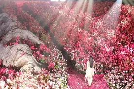 男子花数十万元摆花海求婚，婚庆公司：5万支鲜花，还请了群众演员图片