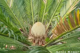 又见铁树开花，听说一千年才开花，你见过么？图片