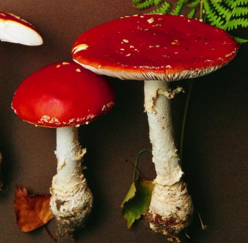 这些野生菌不能馋