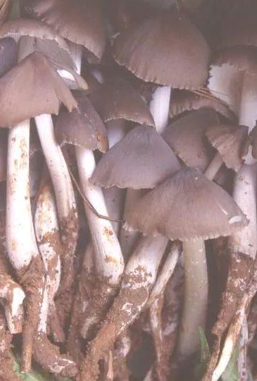 这些野生菌不能馋