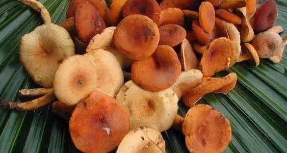 这些野生菌不能馋