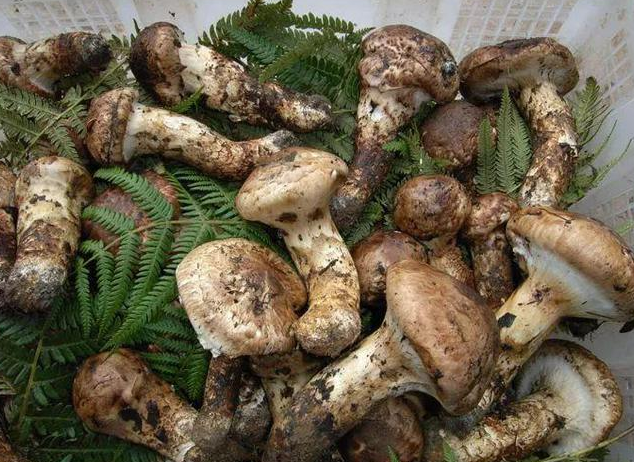 这些野生菌不能馋