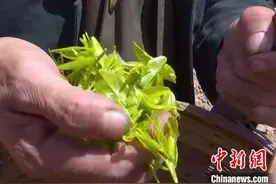“中国枣乡”山西柳林：枣芽变废为宝成绿茶助农增收图片