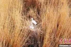 新疆塔克拉玛干沙漠腹地白鹭孵出雏鸟 （图）图片