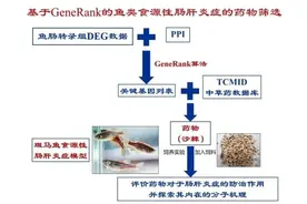 鱼类肠肝炎症的药物研究获进展图片
