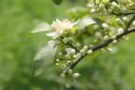 四月橘子花开，当不成“采花大盗”，那就一起云赏花吧图片
