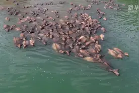 四川南充：嘉陵江上再现“百牛渡江”生态奇观