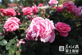 太美了！大观公园月季迎来盛花期图片