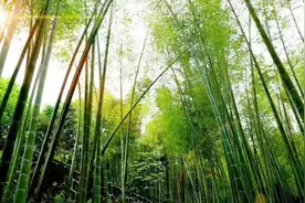 带上这份五一旅游攻略，一起来邂逅美丽的耒阳图片