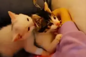 在方舱，女孩与她救助的两只小猫一起“治愈”图片