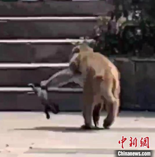 “霸屏”南京的“大师兄”去哪了？当地志愿者捕获一只猕猴
