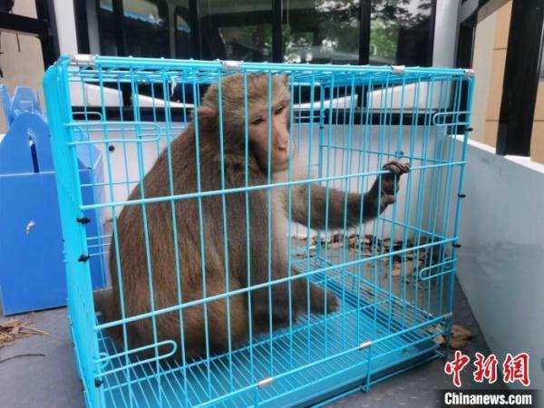 逗小猴144攻略（霸屏南京的大师兄去哪了当地志愿者捕获一只猕猴）