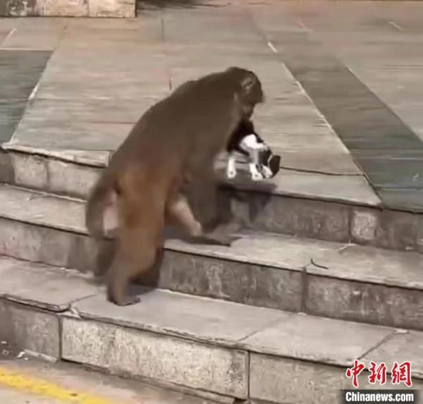 “霸屏”南京的“大师兄”去哪了？当地志愿者捕获一只猕猴