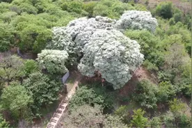 安丘：千年流苏花如雪 十里飘香引客来图片