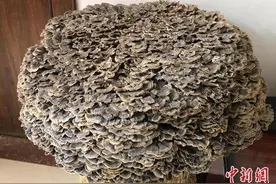 河北易县发现一株直径80厘米重22斤特大野生云芝图片