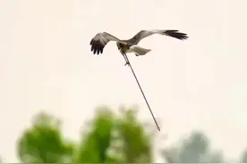 “带箭飞行”！一只“鹞坚强”的生死九日图片