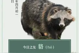 秘境之眼·人类之友 日历 | 貉：“呃，我不是浣熊……”图片