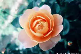 五一摄影“家”|月季花开，美好的享受图片
