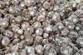 文化博览｜大蒜引自西域、还是知名荤菜 有文人扬言终身不吃大蒜图片