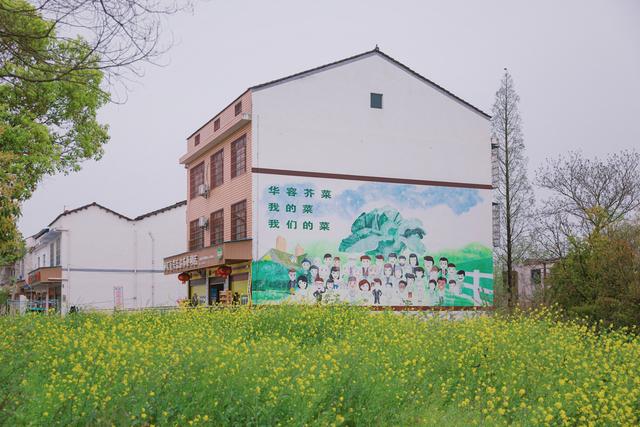 “芥菜之乡”困与解