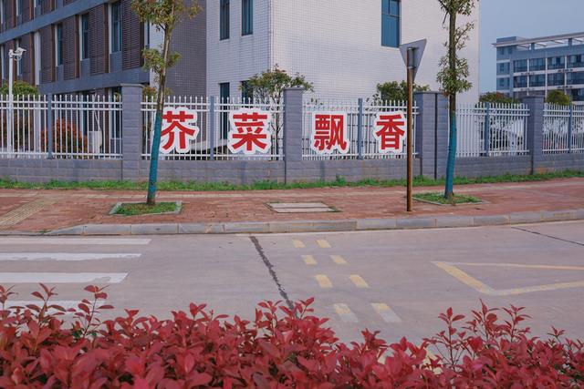 “芥菜之乡”困与解