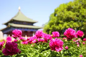 视频丨兴庆宫芍药花开得正艳，“五月花神”吸引市民打卡拍照图片