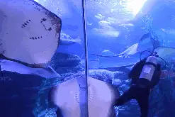 39.9元就能畅游青岛海底世界？！还有儿童免费等你来！图片