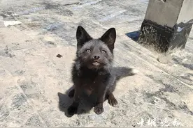 出现在十堰一小区，有点萌！相关部门：别惹它图片