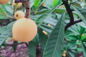 下周去塘栖采枇杷吧 今年丰产 价格也帮大家打听好了图片