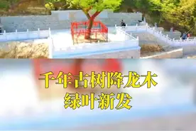 京鲁连线｜千年古树降龙木，单听这名字就不一般图片