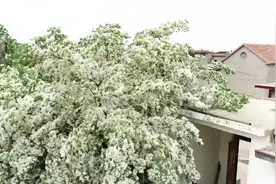 云赏花｜千年流苏枝繁叶茂 花开如雪美不胜收图片