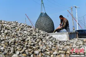 山东青岛：贝类捕捞增速 满足市场供应图片