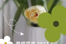晨间花开 | 10位魔都人讲述：足不出户，如何让心灵放飞图片