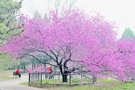 国家植物园，不只是看起来很美图片