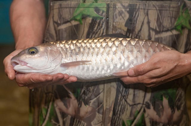 身边好物②丨鱼中贵族 流溪游弋