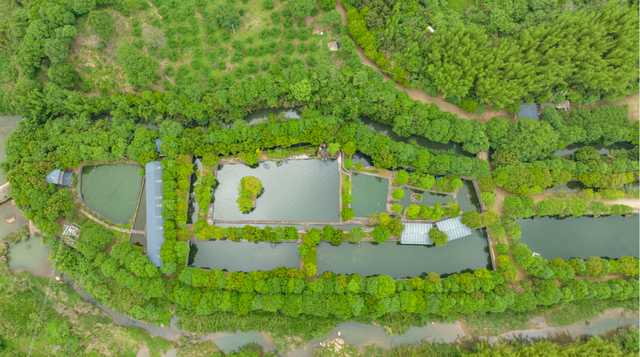 身边好物②丨鱼中贵族 流溪游弋