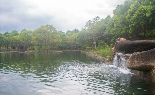 身边好物②丨鱼中贵族 流溪游弋