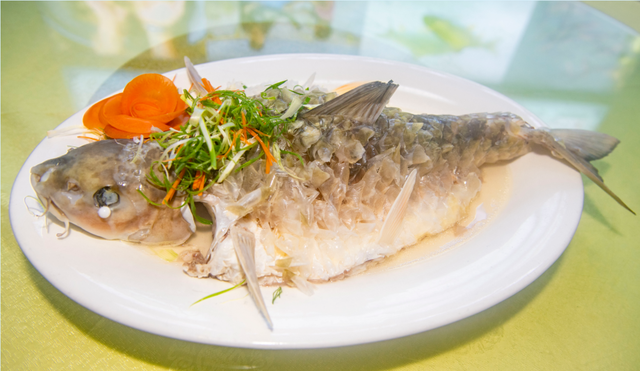 身边好物②丨鱼中贵族 流溪游弋