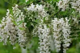 别总和槐花过不去（散文）图片