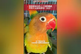 广西花鸟市场出现带国家标识人工饲养鹦鹉，市民可购买当宠物养吗？图片