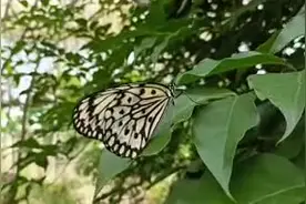 开屏人物｜“蝶王”赵灿繁：全国一半以上的蝴蝶园，65%的蝴蝶来自他的基地图片