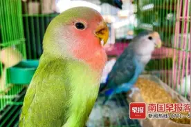 广西花鸟市场出现戴“脚环”的鹦鹉，还有不少人买！可以当宠物吗？图片