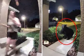 美国夫妻上街遛狗遇黑熊 监控完整记录下惊险一幕图片