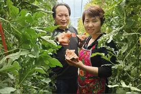 章丘菜农夫妇开车1500公里为济南市民免费送20000斤蔬菜图片